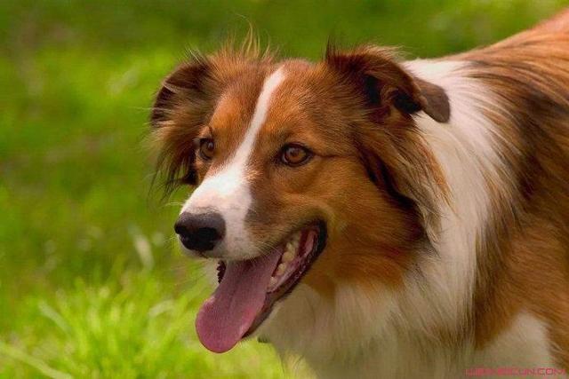 狂犬病发作会学狗叫吗（前期还有这些症状）