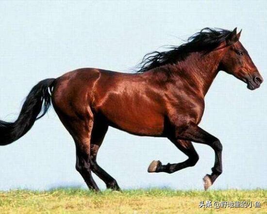 汗血宝马多少钱一匹（一匹成年汗血宝马价格是多少）