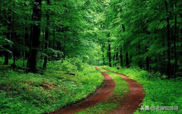 折柳的寓意是什么(前人说折柳二字是全诗的关键 )