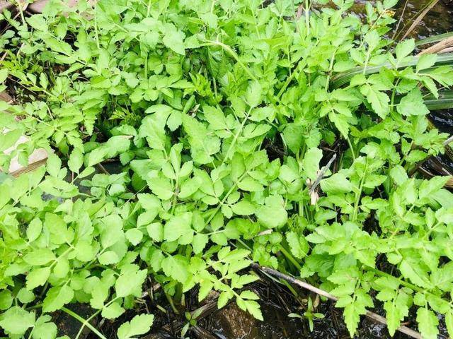 野菜有哪些常见品种(农村100种野菜图片)
