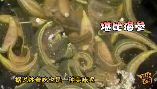 水蛭怎么吃?水蛭的功效与作用!