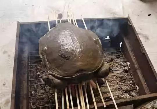 中华斑鳖灭绝了吗?中华斑鳖多少钱一只