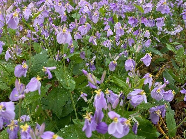 野菜有哪些常见品种(农村100种野菜图片)