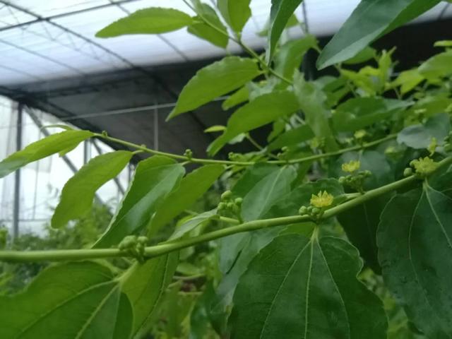 大荔冬枣几月份成熟（大荔冬枣功效与作用）