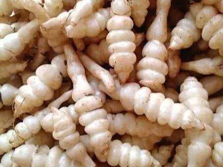 野菜有哪些常见品种(农村100种野菜图片)