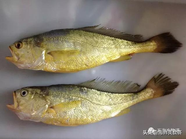 世界上10大名贵海鱼 第9种曾为四大海产之首