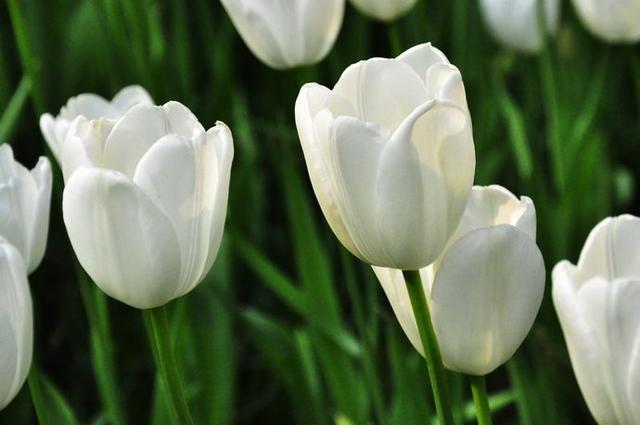 紫色郁金香花语和寓意(内附各种颜色郁金香花语)