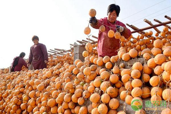瓜蒌的功效与作用(瓜蒌泡水喝有什么好处)