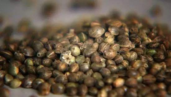 巴马汤官网（正宗巴马汤一盒多少钱）