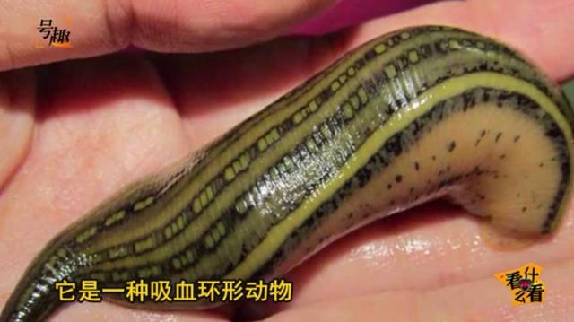 水蛭怎么吃?水蛭的功效与作用!