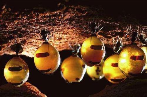 蜜罐蚁肚子**的图片（蜜罐蚁肚子**会死吗）