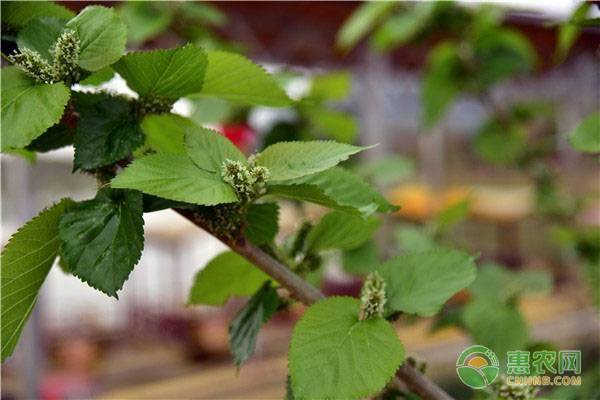 桑枝的作用与功效（桑枝的奇特功效）