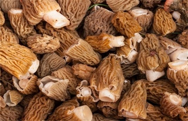 羊肚菌多少钱一斤(羊肚菌目前价格)
