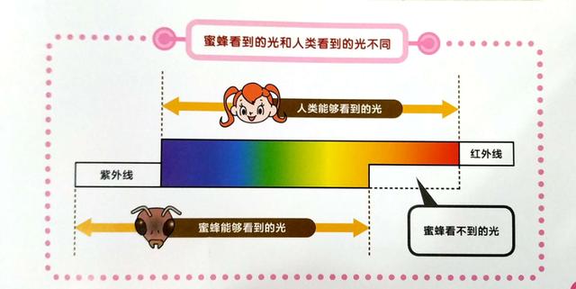 扇贝的眼睛能吃吗？扇贝的眼睛在哪？