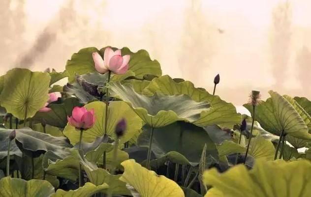 三伏天从什么时候开始（为什么三伏天有30-40天）