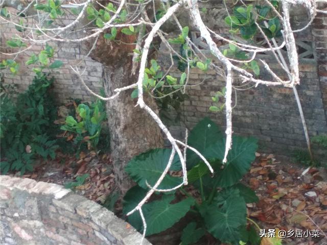 菠萝蜜的丝丝怎么吃法（菠萝蜜能吃的部位图解）