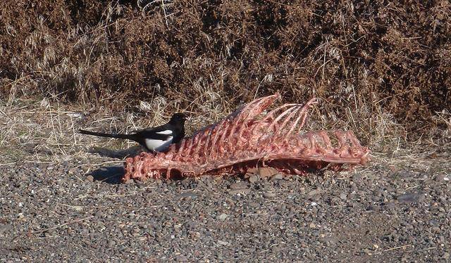 喜鹊吃什么食物（喜鹊吃生大米吗）
