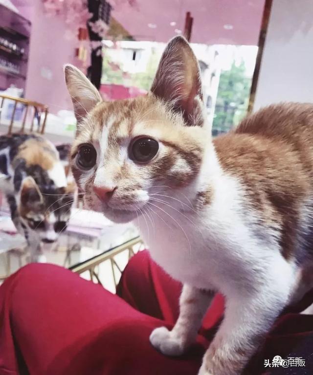 一个新手怎么开美甲店（ 2020年美甲店敢开吗）