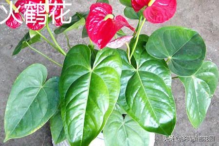 火鹤花怎么养（家庭养殖注意事项）