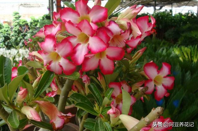 沙漠玫瑰有毒吗（沙漠玫瑰的养殖方法和注意事项）