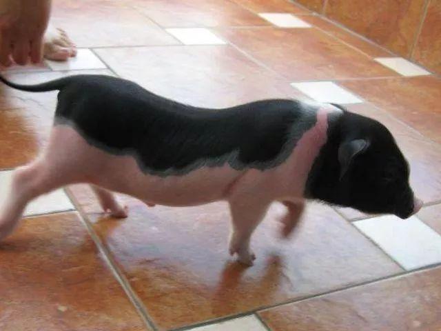 小香猪多少钱一只（小香猪真的长不大吗）