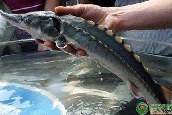 鲟鱼多少钱一斤(2020年鲟鱼人工养殖价格)