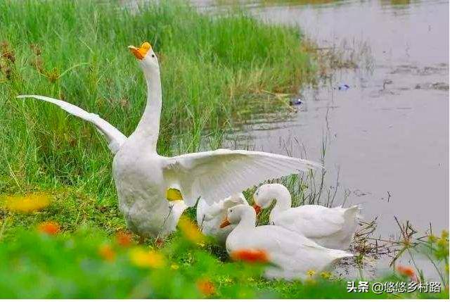 蛇怕硫磺吗（驱蛇最佳办法）