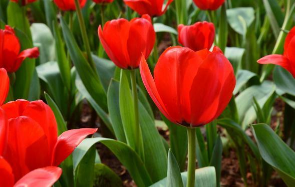 紫色郁金香花语和寓意(内附各种颜色郁金香花语)