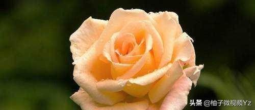 大智若愚是什么意思？大智若愚的女人很可怕！