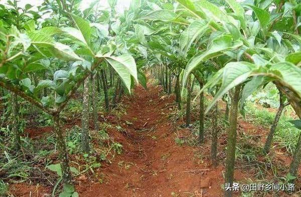 魔芋种植技术及亩产量（魔芋怎么种植产量高）