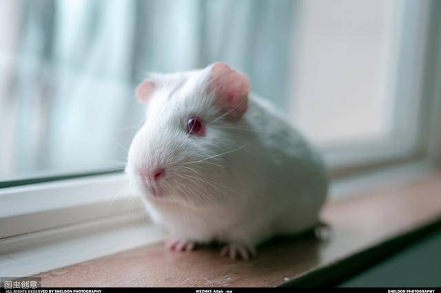 养荷兰猪的坏处（荷兰猪养一只会寂寞吗）