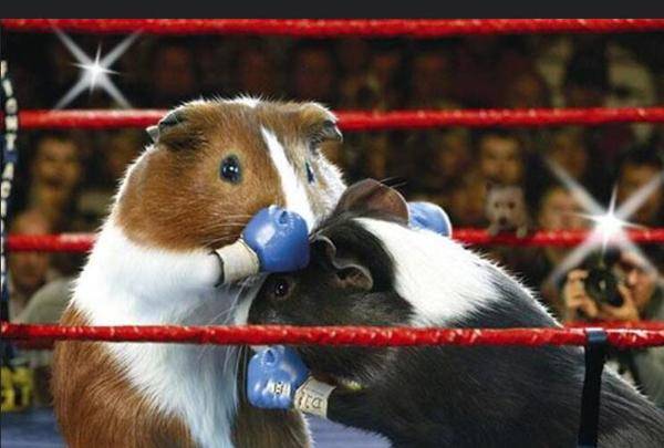 养荷兰猪的坏处（荷兰猪养一只会寂寞吗）