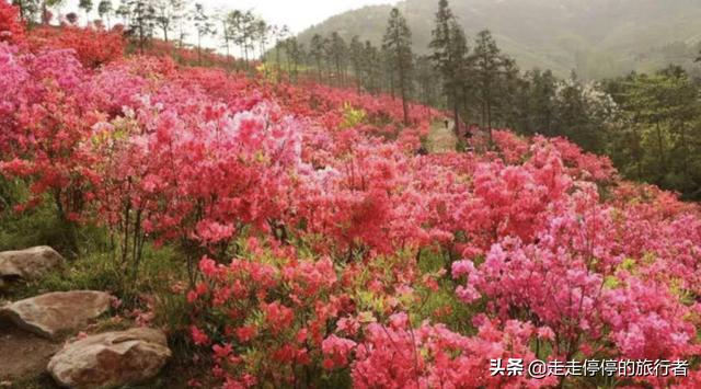 徐其修凉茶怎么样(徐其修凉茶喝了有用吗)