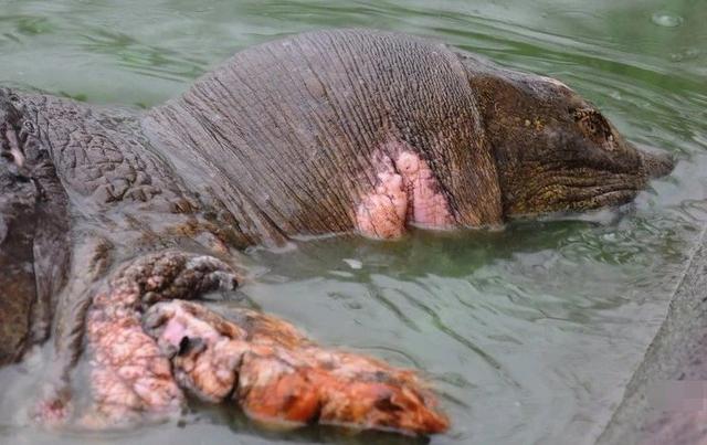 中华斑鳖灭绝了吗?中华斑鳖多少钱一只