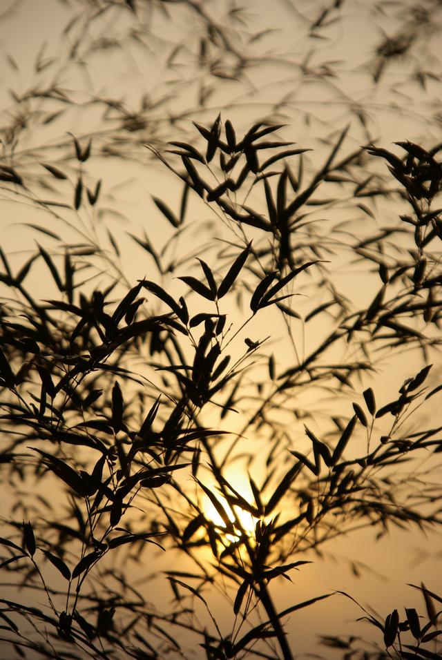 《严郑公宅同咏竹》唐 杜甫