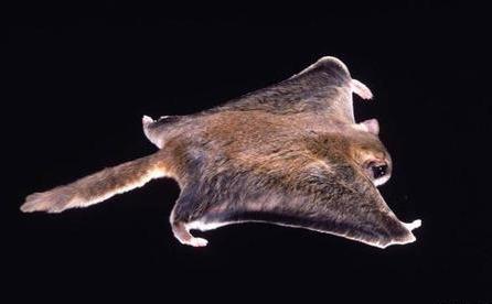 陕西天坑群发现飞鼠，一跳可飞百米远，原来它就是传说中的寒号鸟