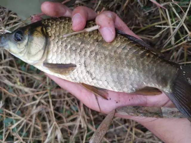 钓竿什么牌子好（教你如何选择钓竿）