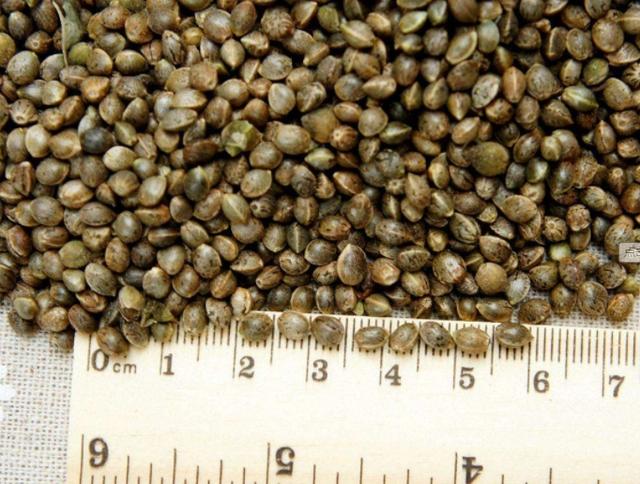 巴马汤价格是多少（正宗巴马汤的功效与作用）