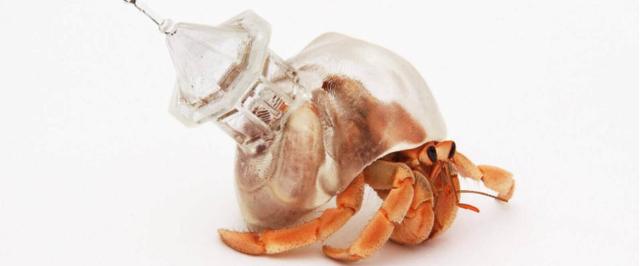 寄居蟹吃什么食物（寄居蟹怎么养）