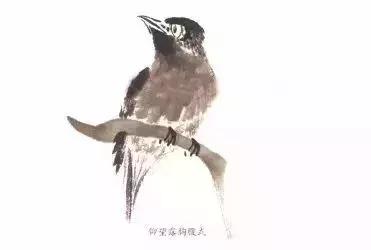 分步骤详解，写意翎毛基本画法，从结构到姿态，跟着学有大收获