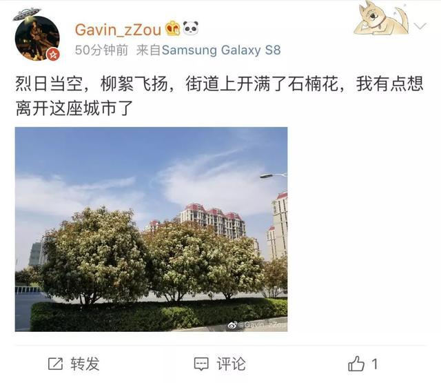 石楠的味道（石楠花的味道像什么）