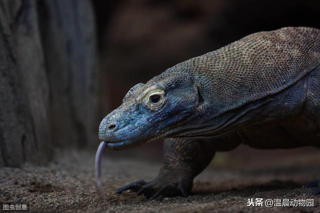 常见爬行动物有哪些（爬行动物有哪些种类）