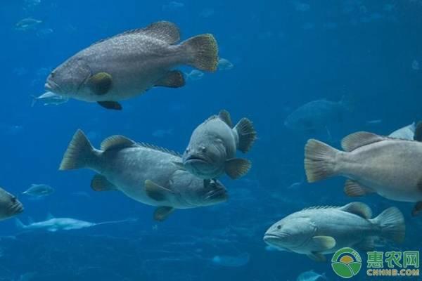 石斑鱼多少钱一斤？各种石斑鱼价格表！