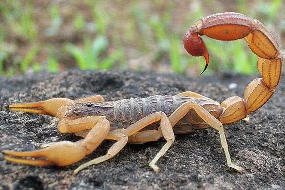 五毒之首哪个排第一(五毒大战谁活到最后)