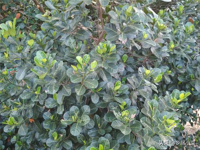 菠萝蜜的丝丝怎么吃法（菠萝蜜能吃的部位图解）