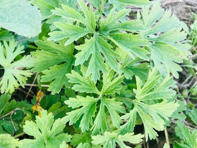 野菜有哪些常见品种(农村100种野菜图片)