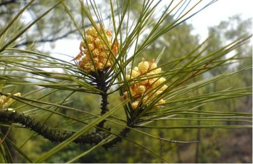 松花粉是什么（松花粉的副作用禁忌）