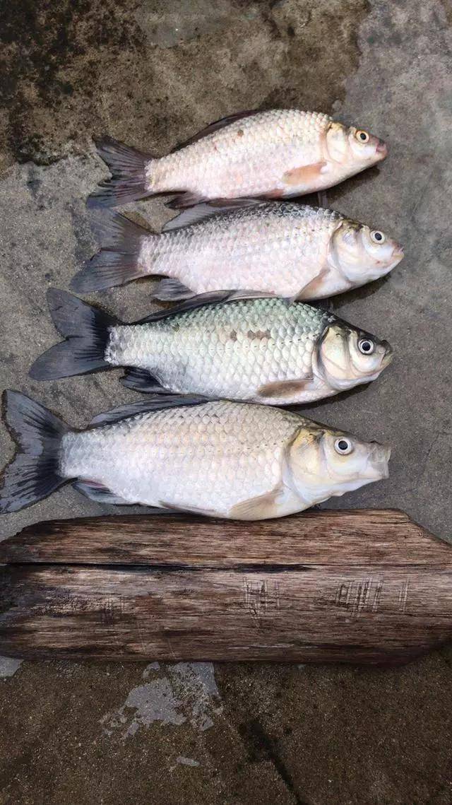 钓竿什么牌子好（教你如何选择钓竿）