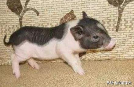 正宗小香猪多少钱一只？看清楚再买可别被忽悠啦