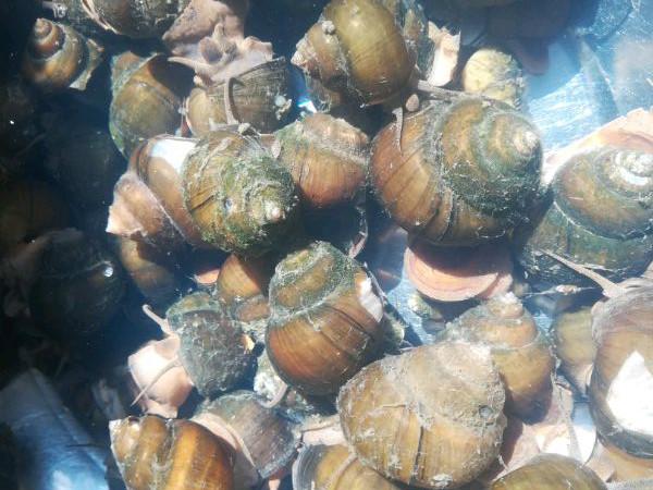 怎样区分田螺和福寿螺(福寿螺和田螺的区别)